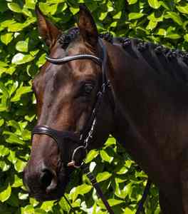 Brida Profesional de Cuero para Caballo, Estilo Inglés, Ideal para Doma, Salto, Equitación al Aire Libre y Uso Diario - Product Image 2