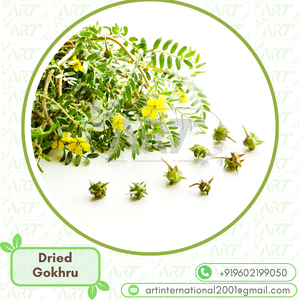 Saf Tribulus Terrestris <span class=keywords><strong>Gokhru</strong></span> Kurutulmuş Meyve Erkek Cinsel Gücü İçin Bitkisel Takviye Üreticisi Toplu Tıbbi Bitkiler İhracatçısı - Product Image 5