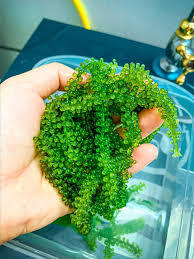 PERLES VERTES MARINES/BONNE PLANTE/PROPRE TRAITÉ/FEUILLE D'OCÉAN - Product Image 4