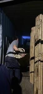 Factory Supply Fency From Vietnam <b>Rolled</b> <b>Bamboo</b> Fencing Natural Color <b>Bamboo</b> Fencing Wall Eco-friendly - Product Image 6