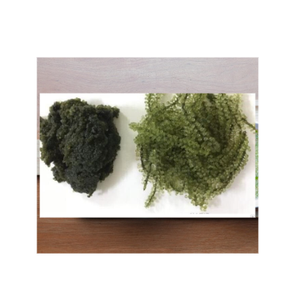 Uvas marinas deshidratadas Delicioso sabor 100% Artesanía salvaje Uvas marinas Higiene y seguridad alimentaria - Product Image 1