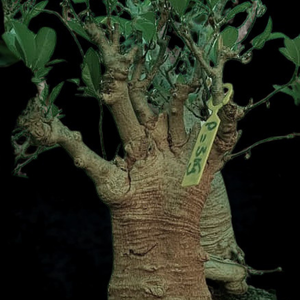 Baobab bonsaï VIP de 20 à 25 ans (huile de baobab, feuilles, poudre) - Product Image 4