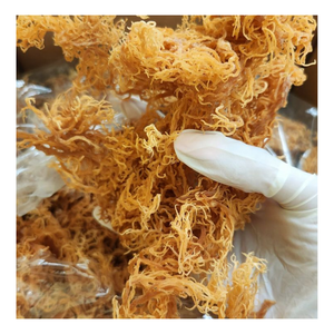 Alta calidad seca Eucheuma Cottonii algas musgo de mar con el mejor precio de Vietnam al por mayor-Caryln 0084935825297 - Product Image 1