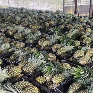 Ananas Doré MD2 de Haute Qualité 100% Naturel, Ananas Frais Agricole, Prix de Gros, Exportation Fraîche - Product Image 6