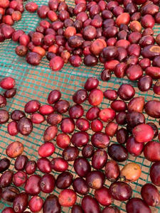 Granos de Café Robusta Tostados de Vietnam, Alta Intensidad, Comercio Directo, Paquete Personalizado, Exportación a Granel, Servicio OEM/ODM Disponible - Product Image 4