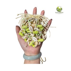 Handcrafted Natural Seashell <b>Bracelet</b> Cowrie Shell Beach <b>Bracelet</b> Adjustable String Jewelry Wholesale OEM Supplier Factory - Product Image 6