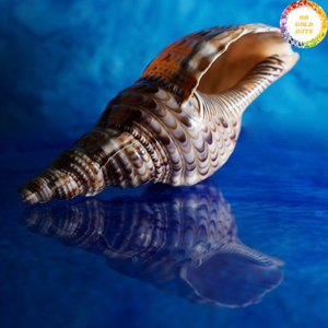 Trompette Triton en coquillage sélectionnée à la main du Vietnam, utilisant un matériau de coquille durable pour la décoration artistique de la maison et des complexes hôteliers - Product Image 5