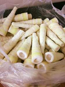100% Natural Origin BamBoo Shoot para hacer comidas perfectas de proveedor vietnamita - Product Image 2