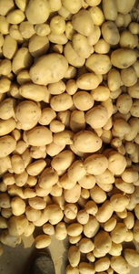 Pommes de terre fraîches biologiques de qualité supérieure, conformes aux normes biologiques certifiées, forme allongée, origine Autriche, paquet de 1 kg - Product Image 2
