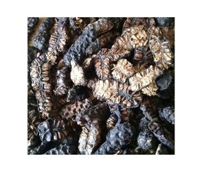 Approvisionnement en vrac de mûres indiennes séchées du Vietnam - Morinda citrifolia, fruits entiers de noni pour ingrédients à base de plantes - Product Image 3