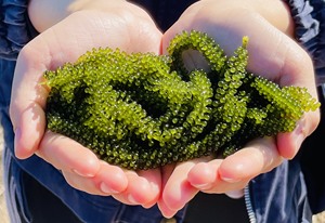 Uva marina seca verde Fabricación de grado premium en las algas marinas más vendidas de Vietnam - Product Image 5