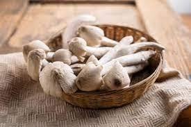 Procesamiento crudo a base de plantas cultivadas de setas de termitas secas de bosque puro - Product Image 2