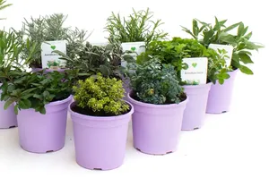 Macetas de alta calidad Serie CDA redondas para vivero y macetas decorativas de plástico reciclado en varios colores - Product Image 3