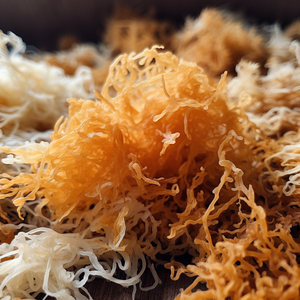 Musgo de mar sazonado recién seco | Fuente del océano de Vietnam | Embalado en bolsa de PP con cuidado - Product Image 1