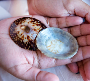 Coquillages d'allaitement naturels-Coquilles ovales naturelles polies Coquillages de haute qualité avec de nombreuses tailles - Product Image 2