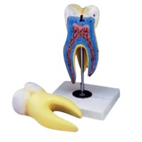 Modelo de Dientes de Plástico PP CISCO - Calidad Superior para la Educación en Anatomía y Biología Humana - Herramienta Educativa Esencial