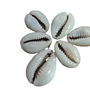 고품질 드릴 정품 Cowrie 조개 보석 만들기를위한 대형 Cowrie 쉘 99 골드 데이터에서 예술과 공예품