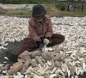 Chất Lượng Cao Cấp Khô Sắn Chip Cho Gia Súc Động Vật Thức Ăn Độ Ẩm 14% Tinh Bột 89% - Product Image 2