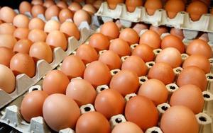 Œufs de poule bruns frais biologiques brésiliens de haute qualité, œufs de table, durée de conservation de 24 mois, prix compétitif, vente en gros, marque personnalisée - Product Image 5