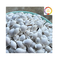 Vente en gros de coquilles de cauri naturelles petites et grandes tailles du Vietnam pour la décoration de la maison de bijoux et la fourniture d'artisanat