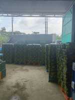 Fabricant du Vietnam Limes Natural Seedless Green Lemon Agriculture Prêt pour l'exportation Emballage personnalisé-BLUELOTUS FARM