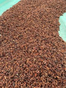 VIETNAM PRIMAVERA/OTOÑO ANÍS ESTRELLADO/CANH DAN ANÍS ESTRELLADO-Precio competitivo de alta calidad en la fábrica (Sra. Ellen) - Product Image 5