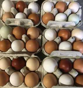 ไข่ไก่แดงสด คุณภาพดี โปรตีนสูง ราคาถูก บรรจุภัณฑ์แบบขายส่งจากออสเตรีย - Product Image 5