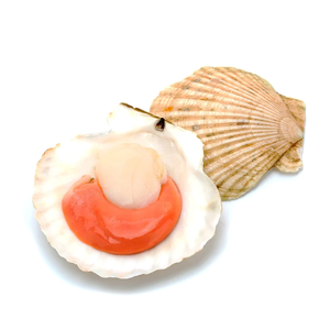Meilleur prix pour la viande de coquille Saint-Jacques congelée |   Coquilles de coquillages congelées en vrac disponibles avec emballage personnalisé - Product Image 6