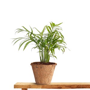 Maceta pequeña de fibra de coco más vendida, mini macetas de cultivo de fibra de coco compostables para granjas de jardín y hogar - Product Image 6