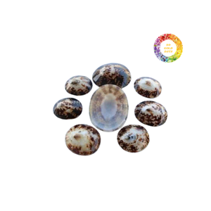 Coquillages de mer décoratifs polis forme ovale idéal pour les bijoux d'art en résine et la décoration de plage - Product Image 2