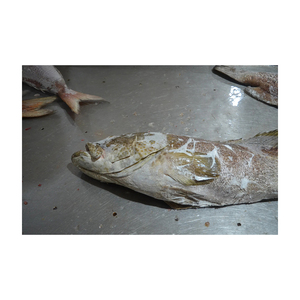 Poisson-groupe blanc congelé en gros, prix avantageux, produits de la mer de qualité supérieure - Product Image 2