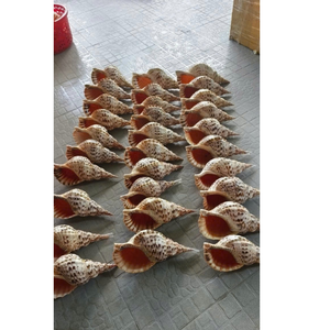 Coquilles de conque de trompette en spirale de qualité supérieure du Vietnam pour les décorateurs océaniques, la conception d'aquarium et les collections de cadeaux nautiques - Product Image 6