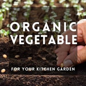 Organic 40 varietà di verdure per il giardino della cucina Design moderno stile appeso terrario usato frutta per la semina all'aperto - Product Image 6