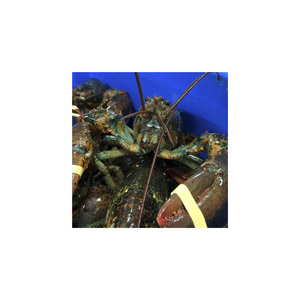 หางกุ้งล็อบสเตอร์สด คุณภาพสูง ราคาถูก นำเข้าจากแคนาดา ขนาด 7.5 ซม. บรรจุภัณฑ์แบบขายส่ง น้ำหนัก 5 กก. - Product Image 3