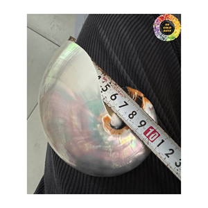 Conchas de Nautilus en Paquete a Granel, Excelente Valor para Proyectos de Decoración a Gran Escala y Negocios de Artesanía - Product Image 2