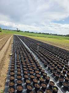Substrat de mélange d'enrobage de tourbe de sphaigne de qualité supérieure pour plantes en pot, terreau de jardinage de pépinière de serre - Product Image 2