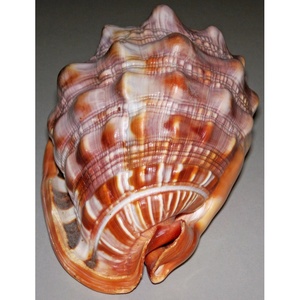 เปลือกไซปรัส rufa: สมบัติหายากจากทะเลที่นำความสง่างามของมหาสมุทรเข้ามาในคอลเล็กชันบ้านของคุณ - Product Image 6