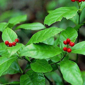 Заводская поставка, экстракт <span class=keywords><strong>Sarcandra</strong></span> <span class=keywords><strong>Glabra</strong></span>, экстракт <span class=keywords><strong>Sarcandra</strong></span> <span class=keywords><strong>Glabra</strong></span> в порошке - Product Image 3