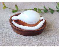 Naturel grand et petit blanc cauri coquille oeuf/toger cauri cauri ovule affichage coquille coquillage maison plage pour artisanat cadeau Art décor