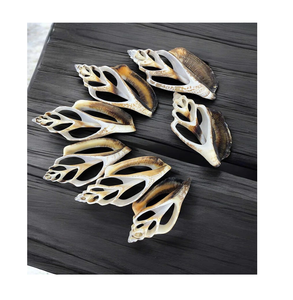 Conchas cortadas en espiral para manualidades DIY Decoración de estilo costero Evento de playa y pedidos de suministro de conchas a granel - Product Image 1