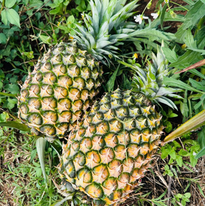 Ananas frais, faible en calories, délicieux, Vinagreen, fruits tropicaux et subtropicaux, emballés en carton/filet, fabriqués au Royaume-Uni - Product Image 6