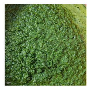 Frozen Cassava Leaves processed in Vietnam with green appearance and softness preserved in <b>sealed</b> frozen packaging for export - Product Image 4