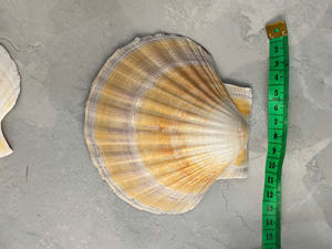 Copa de vino artesanal con concha de vieira estilo costero para elegantes manteles - Product Image 6