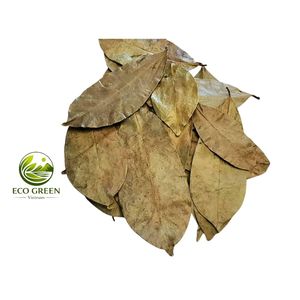 Feuilles de corossol séchées du Vietnam de qualité supérieure, thé aux herbes biologiques, feuilles de Graviola pour la distribution en gros dans le monde entier - Product Image 5