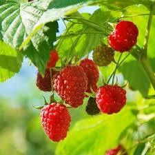 100 pezzi semi rari semi di mora rossa seme di nuovo raccolto biologico terreno in vaso