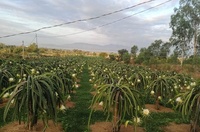 Buah Naga Merah Laris Manis Pitaya Buah Tropis Dari Peternakan Vietnam Siap Ekspor ke Uni Eropa, Australia, AS
