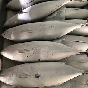 Atún Fregata Entero Congelado, Exportación de Vietnam, Proveedor Mayorista de Pescado, Pescado LQF, 24 Meses de Vida Útil, Envasado al Vacío a Granel - Product Image 4