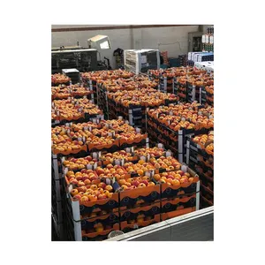 FRUTA FRESCA cítrica 100% Natural y pura, naranja del Valencia fresca/naranja ombligo para compradores al por mayor