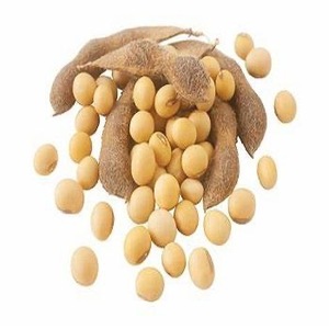 Soja français biologique séché de haute qualité, vente en gros de haricots de soja naturels - Product Image 5