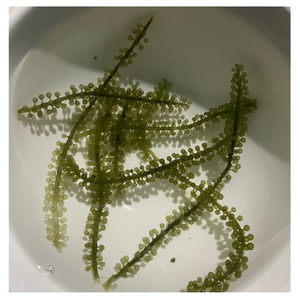 Algas marinas de uva de mar Premium cosechadas en Vietnam, algas marinas frescas ricas en minerales, gran sabor para ensaladas y platos fríos - Product Image 1